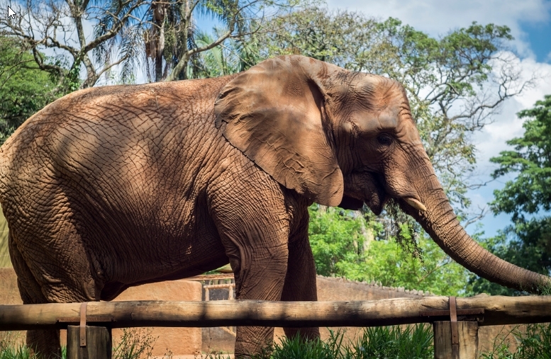 Elefant vor Gericht gebracht und zum Tode verurteilt, weil er Zäune zertrat